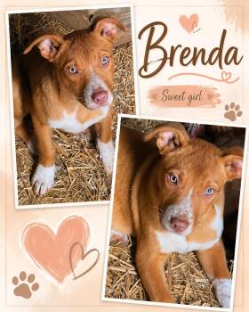 Brenda -  Shepherd Dog for Adoption in Zimmerman, Minnesota - Brenda | PetCurious