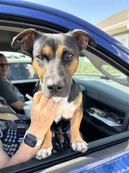 BRONCO -  Beagle Dog for Adoption in San Antonio, Texas - BRONCO | PetCurious
