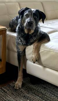 Kimchi -  Cattle Dog Dog for Adoption in Richboro, Pennsylvania - Kimchi | PetCurious