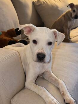SPENCER -  Shepherd Dog for Adoption in Broomfield, Colorado - SPENCER | PetCurious