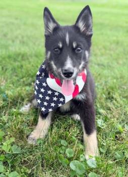 Porthos -  Siberian Husky and German Shepherd Dog Dog for Adoption in Wapakoneta, Ohio - Porthos | PetCurious
