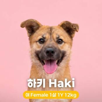 Haki -  Jindo and Mixed Breed Dog for Adoption in Northbrook, Illinois - Haki | PetCurious