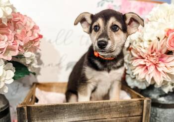 Husky and German Shepherd Dog Dogs Available for Adoption in Newberg, Oregon - Buzz  | PetCurious
