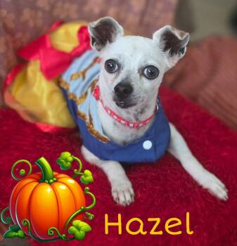 Rescue Chihuahua Dogs for Adoption - Hazel | PetCurious