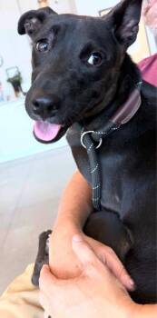 Rescue Pit Bull Terrier and Black Labrador Retriever Dogs for Adoption - Kira | PetCurious