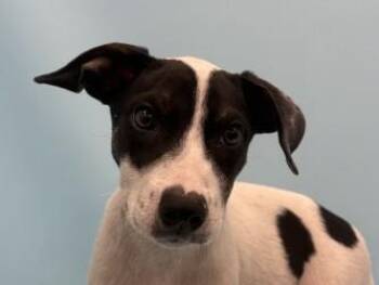 Stetson -  Australian Kelpie and Mixed Breed Dog for Adoption in Minneapolis, Minnesota - Stetson | PetCurious