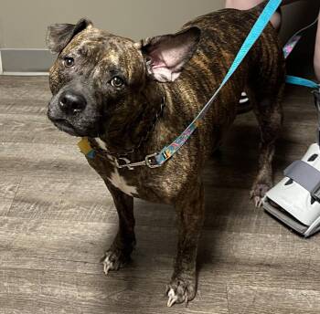 Rescue Pit Bull Terrier and Beagle Dogs for Adoption in Toledo, Ohio - Betty Boop | PetCurious