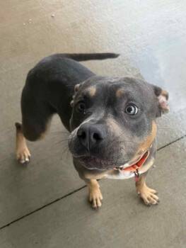 Rescue Pit Bull Terrier Dogs for Adoption - Snow | PetCurious