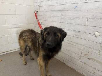 JARED -  Leonberger and German Shepherd Dog Dog for Adoption in San Bernardino, California - JARED | PetCurious