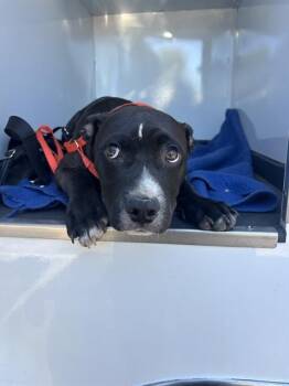 BLUE -  Pit Bull Terrier Dog for Adoption in San Jose, California - BLUE | PetCurious