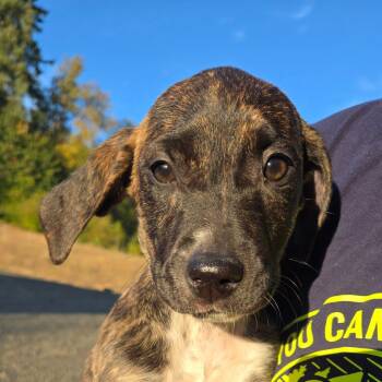 Orange -  Pit Bull Terrier and Mixed Breed Dog for Adoption in Oakville, Washington - Orange | PetCurious