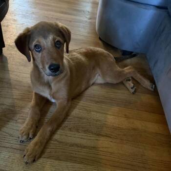 Livvy -  Mixed Breed Dog for Adoption in Opelika, Alabama - Livvy | PetCurious