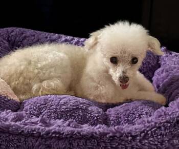 Rescue Poodle Dogs for Adoption in Placentia, California - Sugar #511 | PetCurious