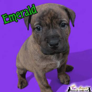 Mixed Breed Dogs Available for Adoption - Emerald | PetCurious