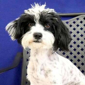 Shih Tzu Dogs Available for Adoption in Midland, Texas - Eve | PetCurious