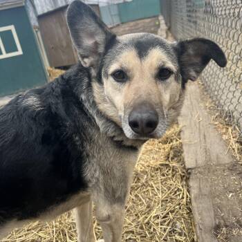 German Shepherd Dog Dogs Available for Adoption - Lakota | PetCurious