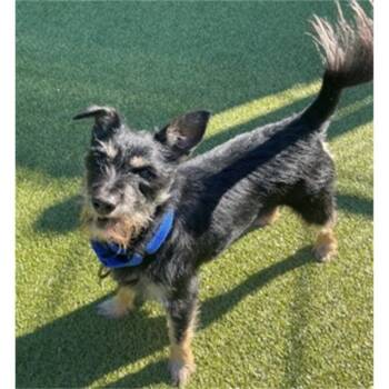 Savior -  Miniature Schnauzer Dog for Adoption in Friday Harbor, Washington - Savior | PetCurious