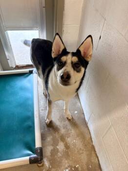 Jack -  Husky Dog for Adoption in Morgantown, Kentucky - Jack | PetCurious