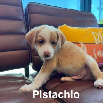 Golden Retriever and Chihuahua Dogs Available for Adoption in Las Vegas, Nevada - Pistachio OS NV | PetCurious