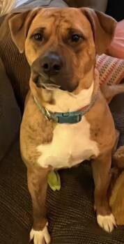 Rescue Mastiff and Boxer Dogs for Adoption in Burlington, Washington - SHARON - JK | PetCurious
