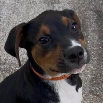 Opal (20260622-01) -  Bernese Mountain Dog Dog for Adoption in Niagara Falls, Ontario - Opal (20260622-01) | PetCurious