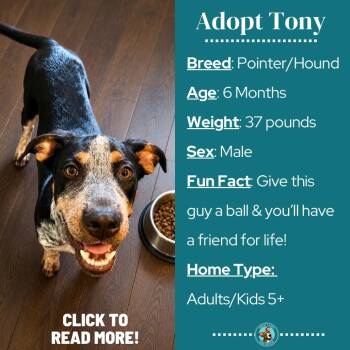 Tony -  Pointer and Hound Dog for Adoption in Metamora, Michigan - Tony | PetCurious