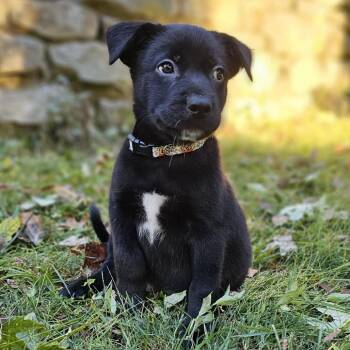 Pooh Bear -  Mixed Breed Dog for Adoption in Festus, Missouri - Pooh Bear | PetCurious