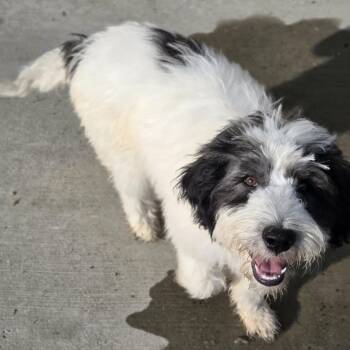 Bandicoot -  Great Pyrenees and Standard Poodle Dog for Adoption in Lancaster, Kentucky - Bandicoot | PetCurious