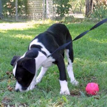 Sophie -  Pit Bull Terrier Dog for Adoption in Tyler, Texas - Sophie | PetCurious