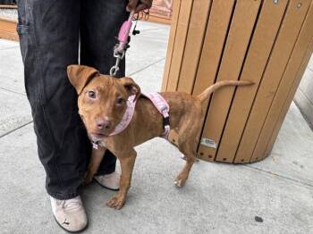 Muyi -  Mixed Breed Dog for Adoption in New York, New York - Muyi | PetCurious