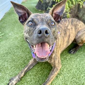 Mixed Breed Dogs Available for Adoption in Largo, Florida - Milo | PetCurious