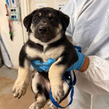 Corona -  Shepherd Dog for Adoption in Edinburg, Texas - Corona | PetCurious
