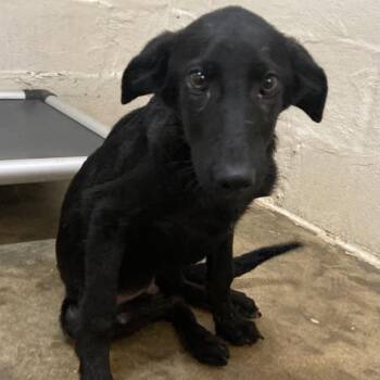 Archie -  Black Labrador Retriever and Mixed Breed Dog for Adoption in Buffalo, Minnesota - Archie | PetCurious
