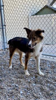 Rescue Australian Shepherd and Shetland Sheepdog Sheltie Dogs for Adoption in Sunbury, Pennsylvania - Emma | PetCurious