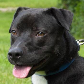 Prancer -  Labrador Retriever and Mixed Breed Dog for Adoption in South Elgin, Illinois - Prancer | PetCurious