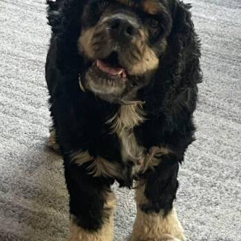Charlie C 26072 -  Cocker Spaniel Dog for Adoption in Parker, Colorado - Charlie C 26072 | PetCurious