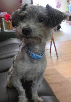 Salty -  Miniature Poodle Dog for Adoption in Pleasant Valley, New York - Salty | PetCurious