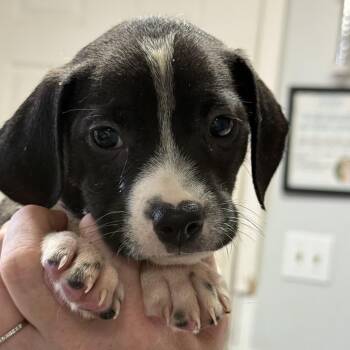 Bear Claw -  Mixed Breed Dog for Adoption in Columbia, South Carolina - Bear Claw | PetCurious
