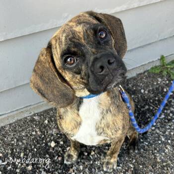 Whisky -  Pug and Mixed Breed Dog for Adoption in Cheyenne, Wyoming - Whisky | PetCurious