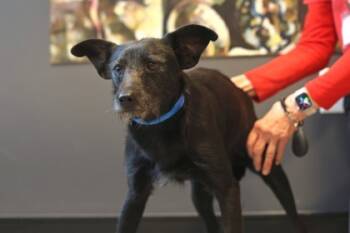 Rescue Mixed Breed Dogs for Adoption in West Chester, Pennsylvania - Aspen | PetCurious