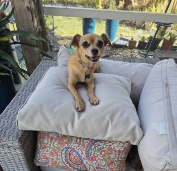 Chihuahua Dogs Available for Adoption - Sadie  | PetCurious