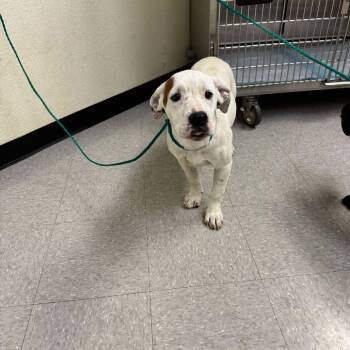 Rescue Boxer and Mixed Breed Dogs for Adoption in Bastrop, Texas - Ceecee 25-11-001 | PetCurious