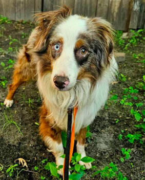 Rescue Australian Shepherd Dogs for Adoption in Brooklyn Center, Minnesota - Slick | PetCurious