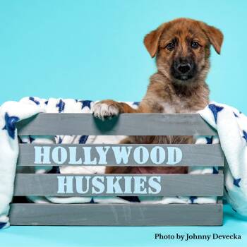 Breeze - Shepsky -  Shepherd and Husky Dog for Adoption in Los Angeles, California - Breeze - Shepsky | PetCurious