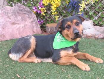 Mastiff and Mixed Breed Dogs Available for Adoption - VALKYRIE | PetCurious