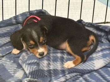 Bopeep -  Beagle Dog for Adoption in Scottsburg, Indiana - Bopeep | PetCurious