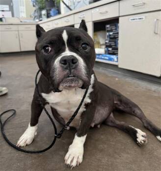JELLYBEAN -  Mixed Breed Dog for Adoption in Dallas, Texas - JELLYBEAN | PetCurious