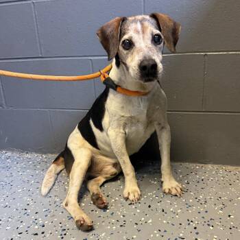 TUSC-Stray-85592 -  Beagle and Mixed Breed Dog for Adoption in Tuscaloosa, Alabama - TUSC-Stray-85592 | PetCurious