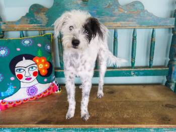 Rocky Road -  Miniature Poodle Dog for Adoption in San Antonio, Texas - Rocky Road | PetCurious