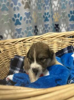 Great Pyrenees and Saint Bernard Dogs Available for Adoption in Rosenberg, Texas - MEMPHIS | PetCurious